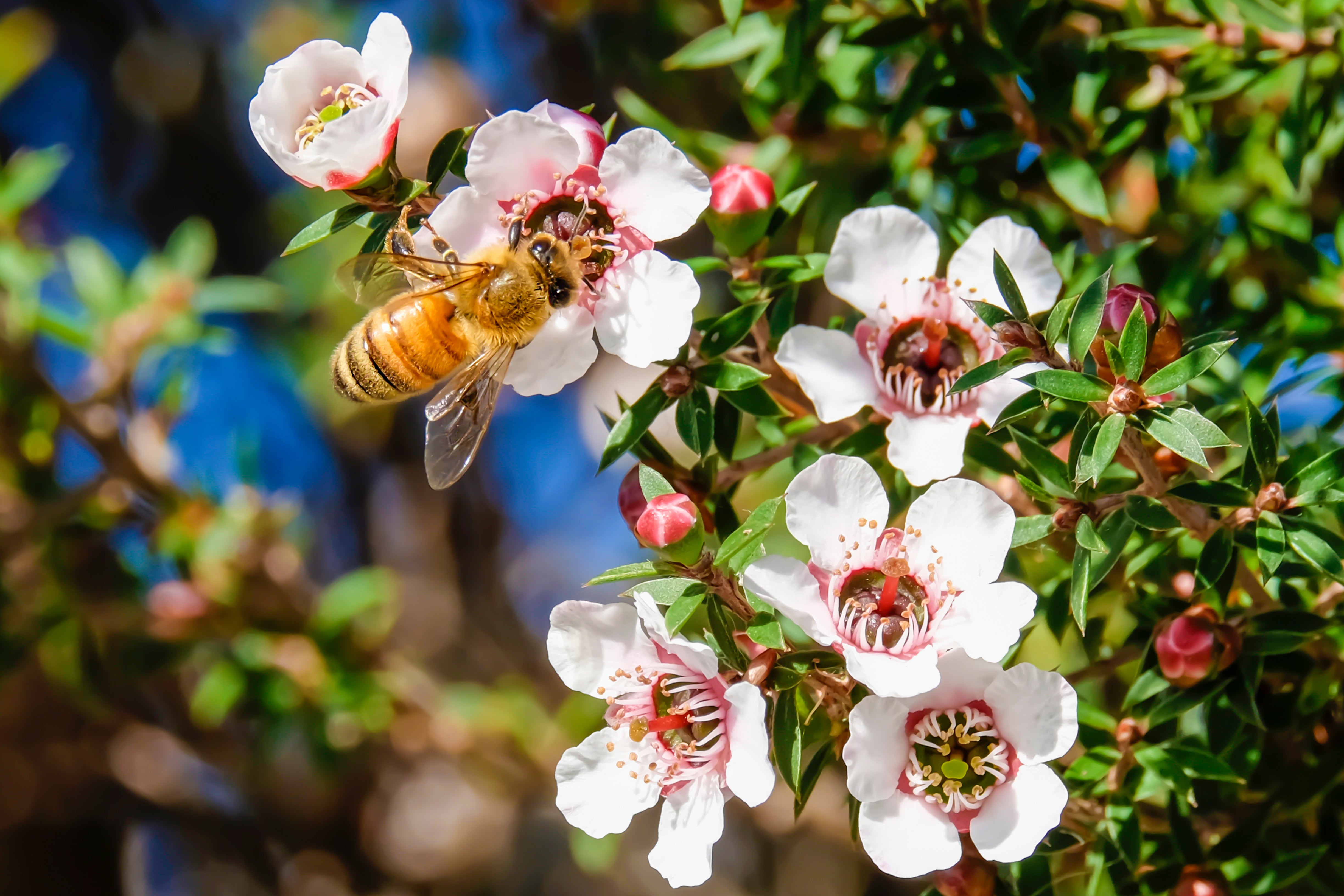 Manuka Honey for Medicinal Use: Nature’s Remedy for Your Health